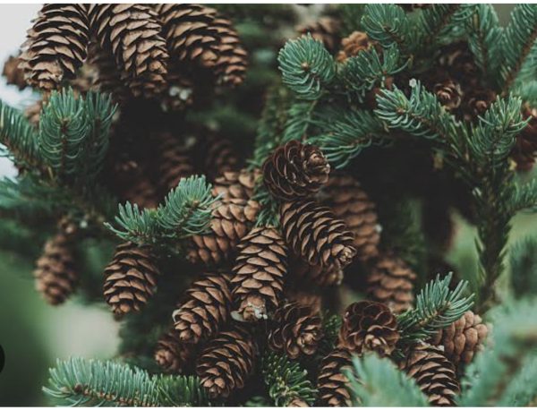 Pine Fragrance Oil