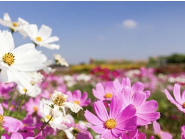 Ambipur Fragrance Oil