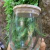 Egg Jar - Image 2