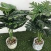 Potted plant