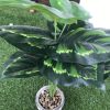 Potted plant - Image 3