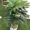 Potted plant - Image 2