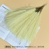 Cat tail pampas grass - Image 14