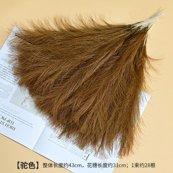 Cat tail pampers grass - Image 12