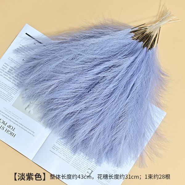Cat tail pampers grass - Image 2