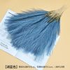 Cat tail pampas grass - Image 9