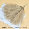 Cat tail pampas grass - Image 8