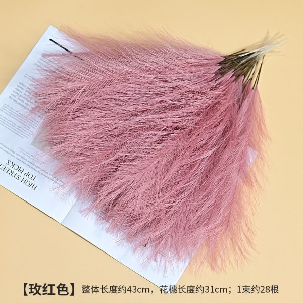 Cat tail pampers grass - Image 6