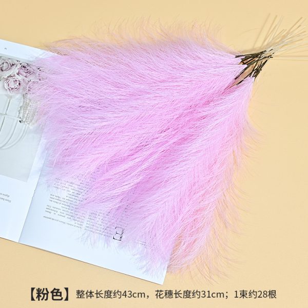 Cat tail pampers grass - Image 3