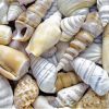 MIXED SHELL