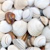 MIXED SHELL - Image 5