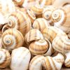 MIXED SHELL - Image 6