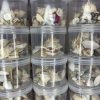 MIXED SHELL - Image 2