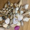 MIXED SHELL - Image 4