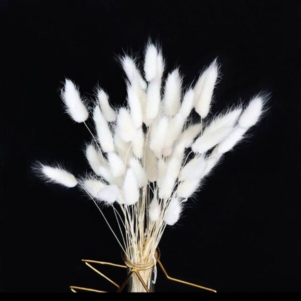 Rabbit tail pampers grass
