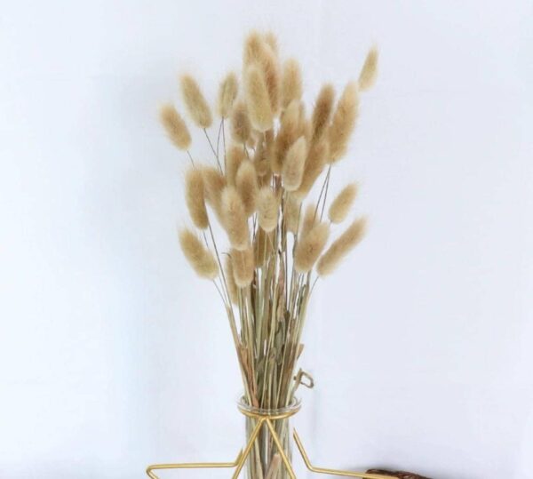 Rabbit tail pampers grass - Image 2