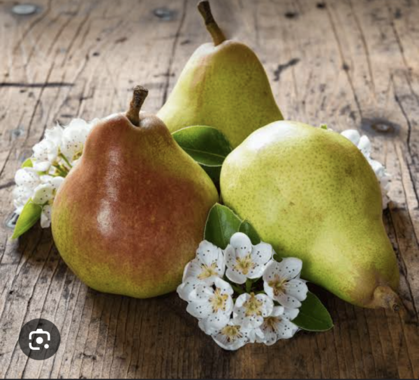 English Pear and Freesia Fragrance Oil