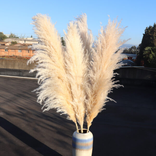 70cm Long Pampas Grass - Image 2
