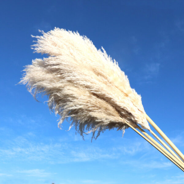 70cm Long Pampas Grass