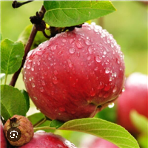 Country Apple fragrance oil