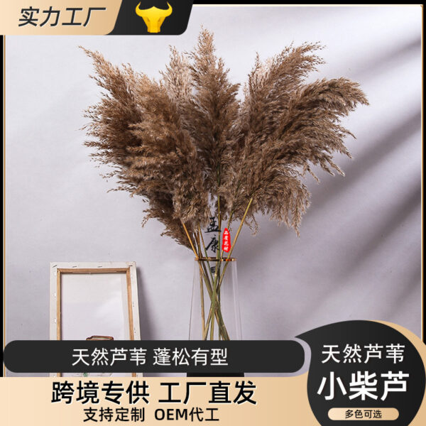 Dried 25cm Pampas grass