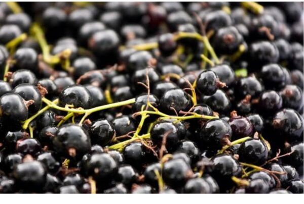 Black currant fragrance