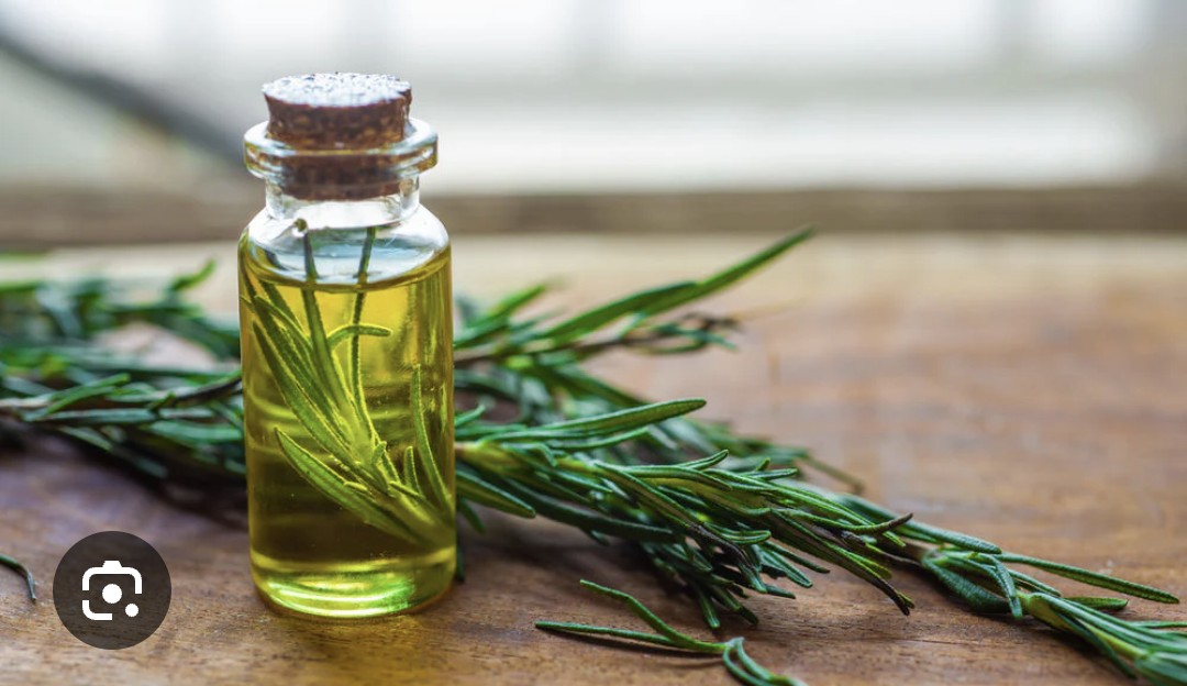Rosemary fragrance oil