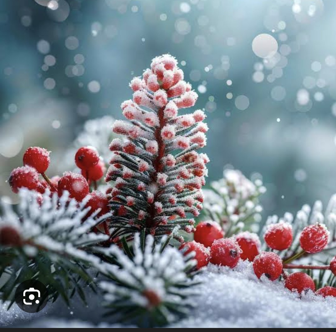 Merry christmas fragrance oil