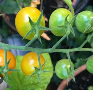 Fig and Tomato Leaves