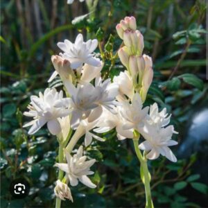 Tuberrose and Jasmine Fragrance Oil