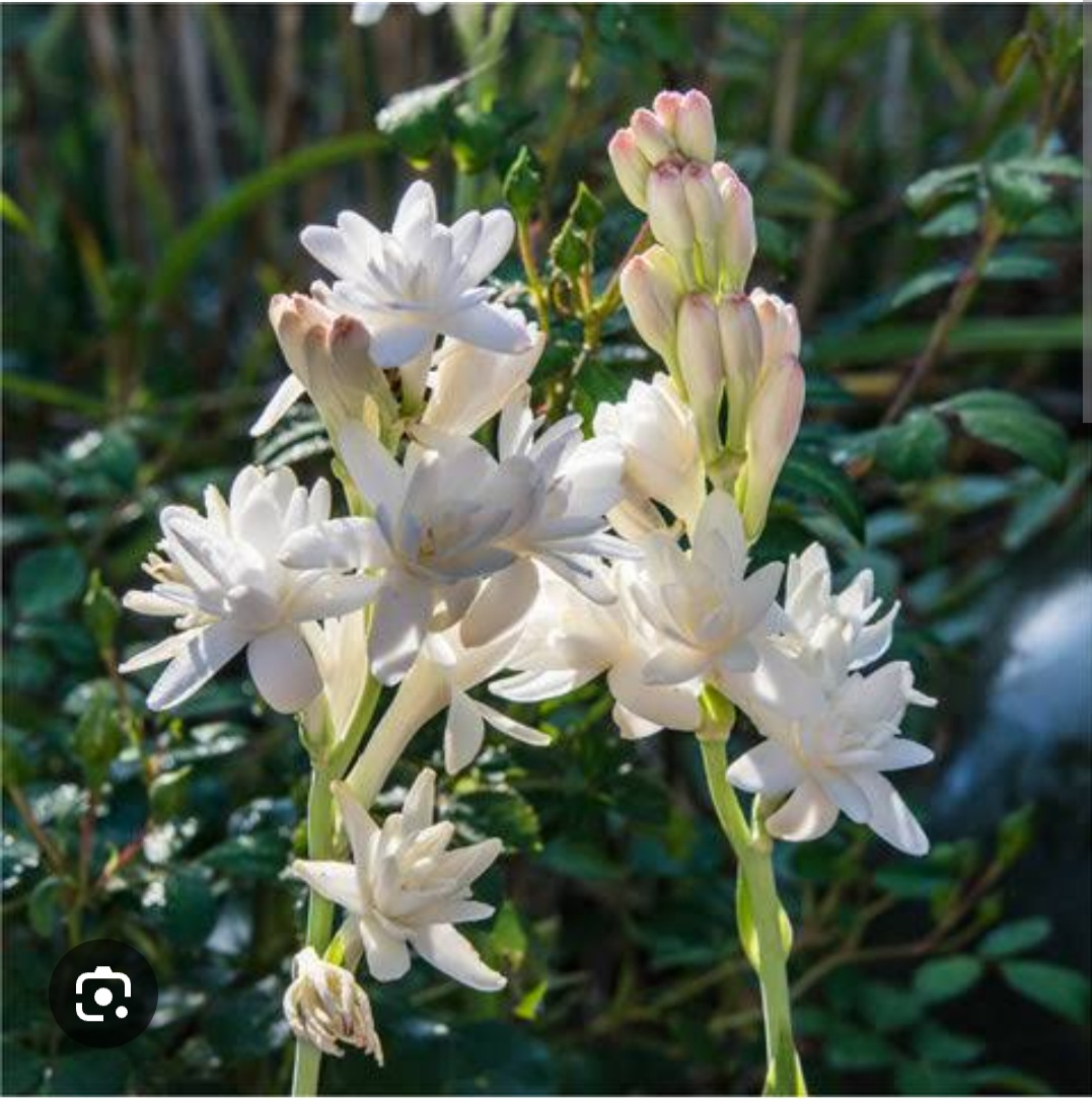 Tuberrose and Jasmine Fragrance Oil