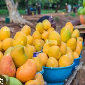MANGO ATLANTIS FRAGRANCE OIL
